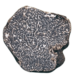 Black Winter Truffle