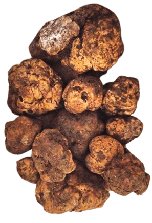 Bianchetto Truffle
